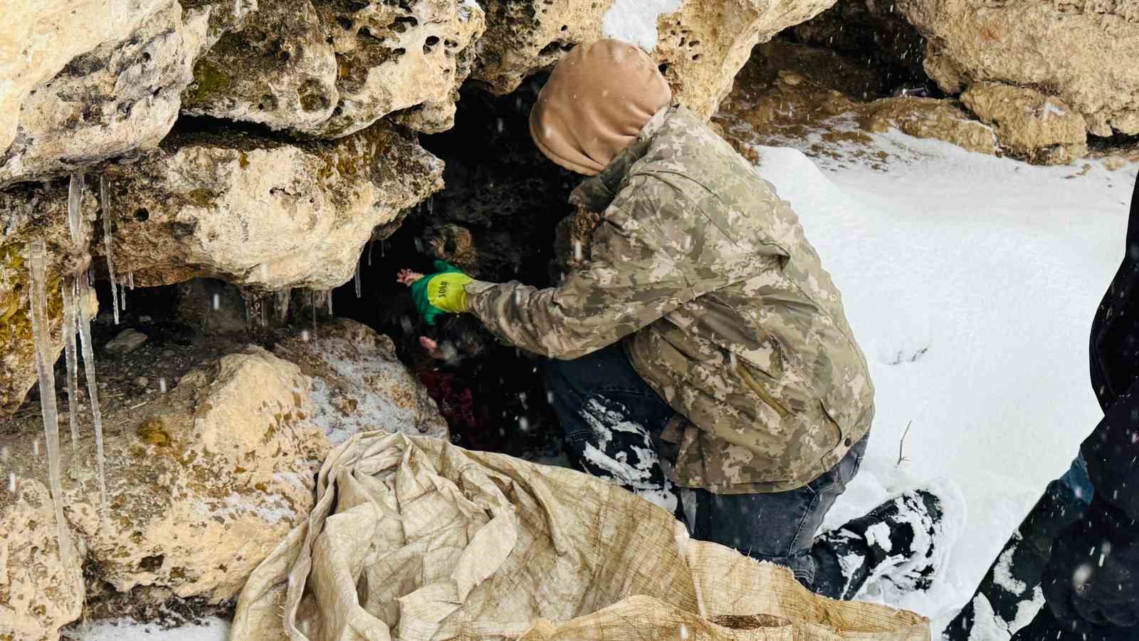 sirnakta 12 kopek yavrusu donmak uzereyken kurtarildi 6 DtGABmTC