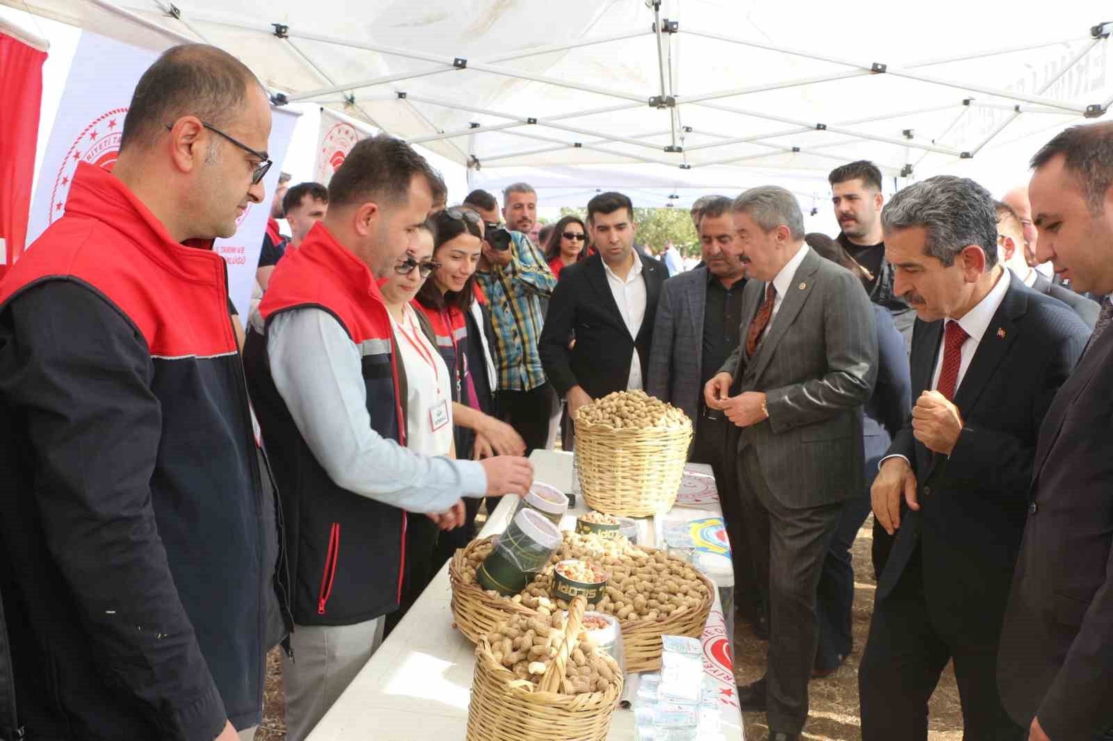 sirnakta 25 bin ton yer fistigi rekoltesi bekleniyor 0 2CVXZKnN