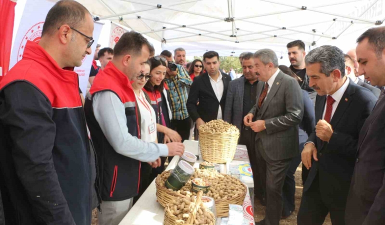 sirnakta-25-bin-ton-yer-fistigi-rekoltesi-bekleniyor-s7jUcW8b.jpg