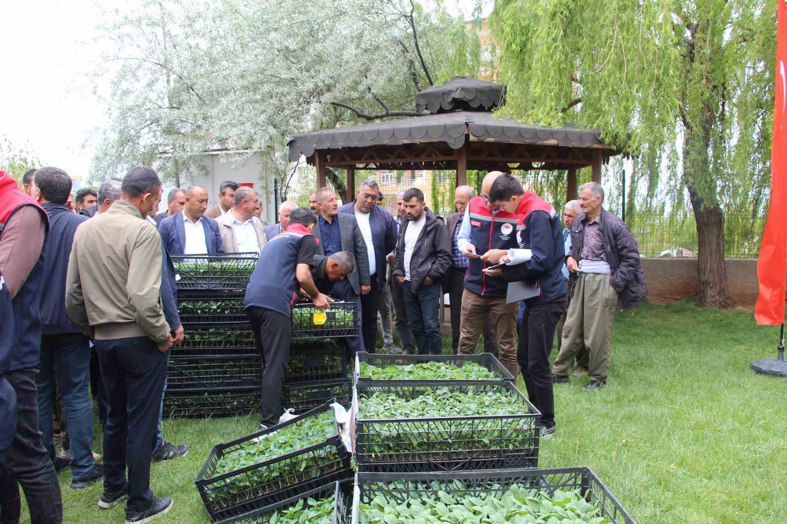 sirnakta 252 ureticiye sebze fidesi dagitildi 5 Ea8aKbpj