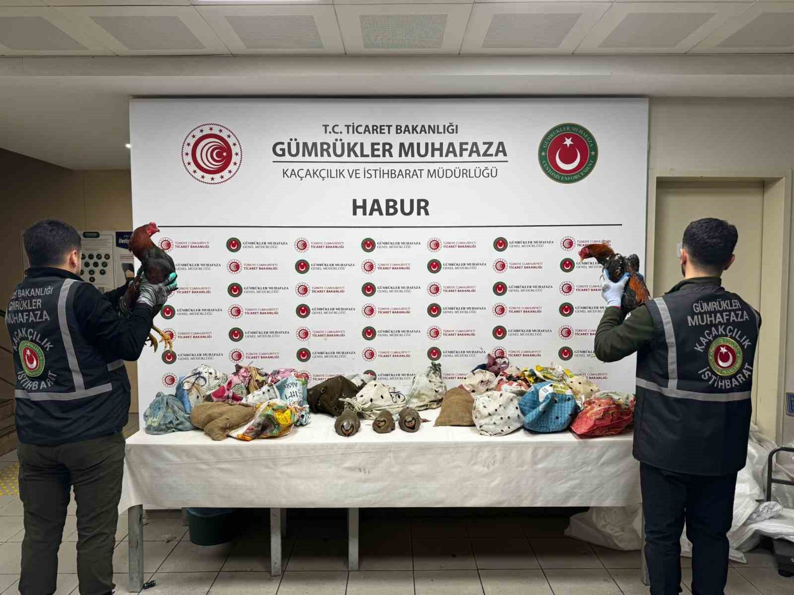 sirnakta 40 adet kanatli hayvan ele gecirildi 1 lg44CwwW