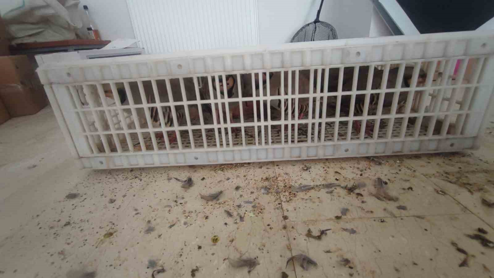 sirnakta 40 adet kanatli hayvan ele gecirildi 2 SPmpRk1a