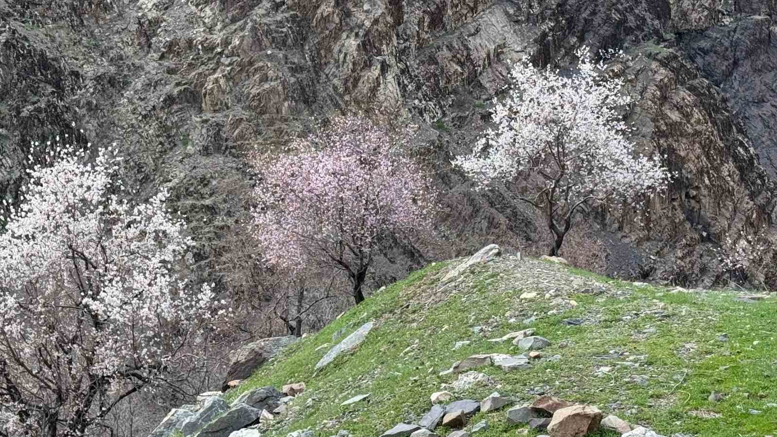sirnakta badem agaclari cicek acti 1 675GGHQA