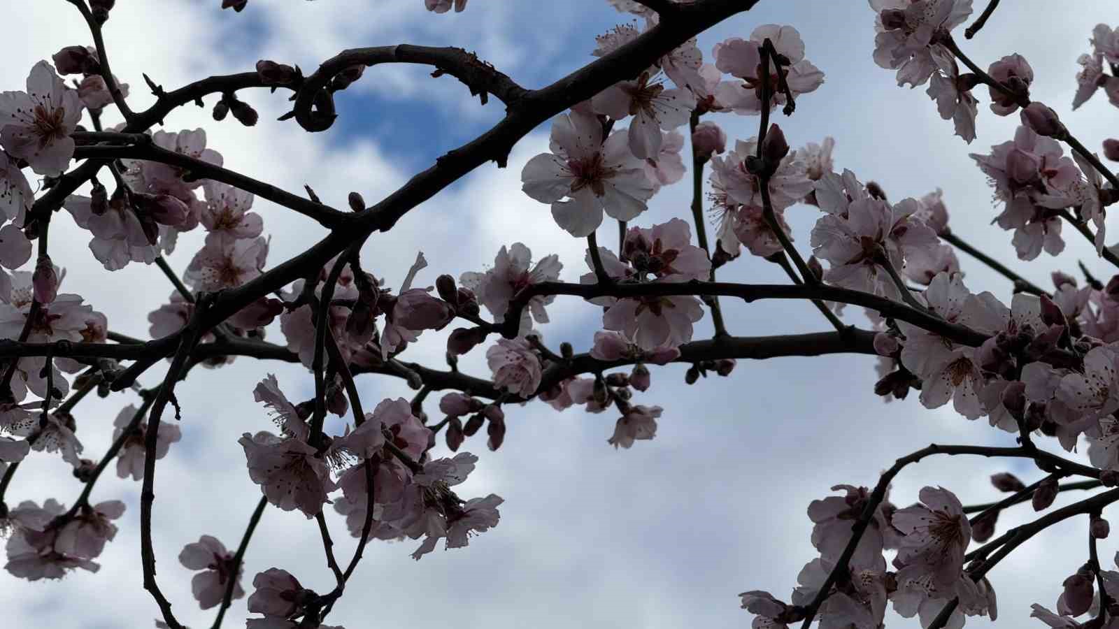 sirnakta badem agaclari cicek acti 2 G9N8ptL3