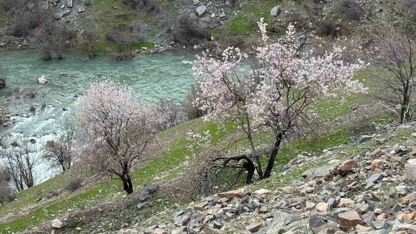 sirnakta badem agaclari cicek acti 3 ILI63kZH