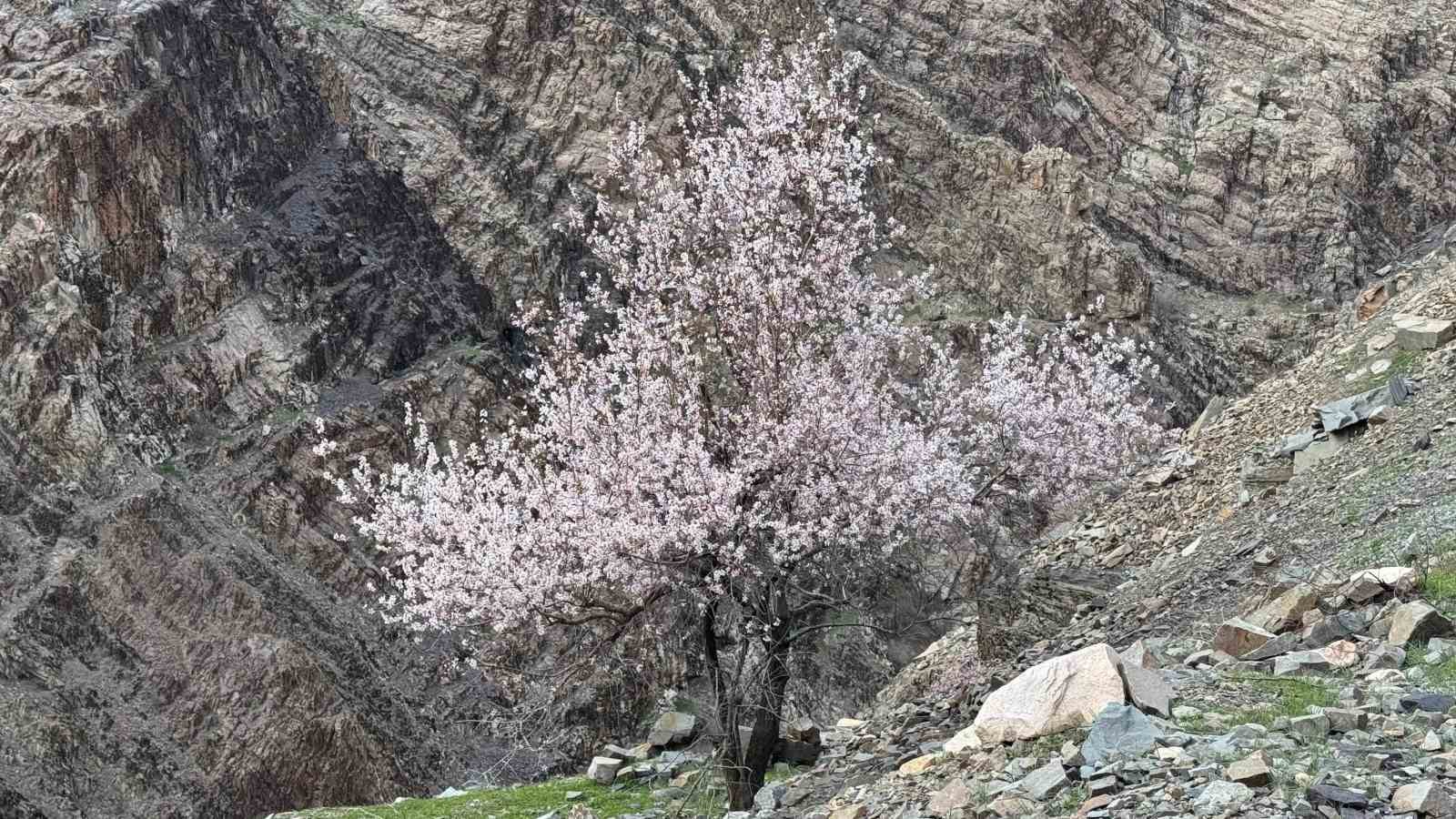 sirnakta badem agaclari cicek acti 5 McqqZ3FE