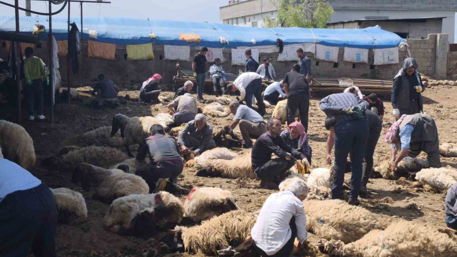Şırnak’ta göçerler yüzlerce koyunu imece usulü kırkıyor 4 sirnakta gocerler yuzlerce koyunu imece usulu kirkiyor 0 tK9M6N1A