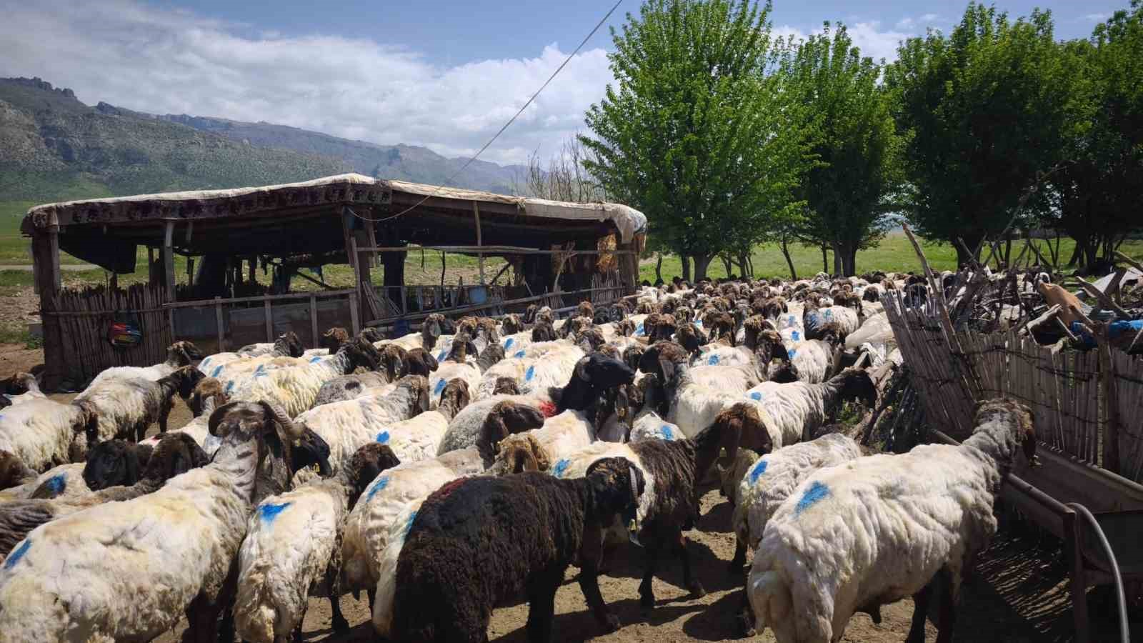 Şırnak’ta göçerler yüzlerce koyunu imece usulü kırkıyor 6 sirnakta gocerler yuzlerce koyunu imece usulu kirkiyor 2 4WvMSwJn