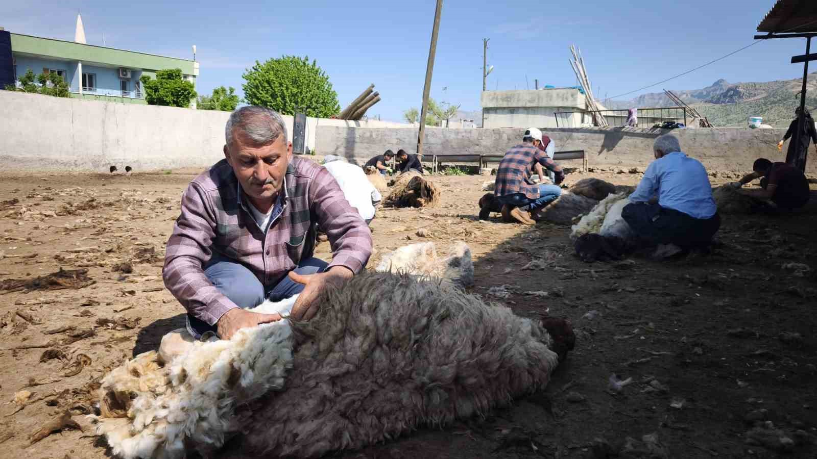 Şırnak’ta göçerler yüzlerce koyunu imece usulü kırkıyor 7 sirnakta gocerler yuzlerce koyunu imece usulu kirkiyor 3 qa7W25NV