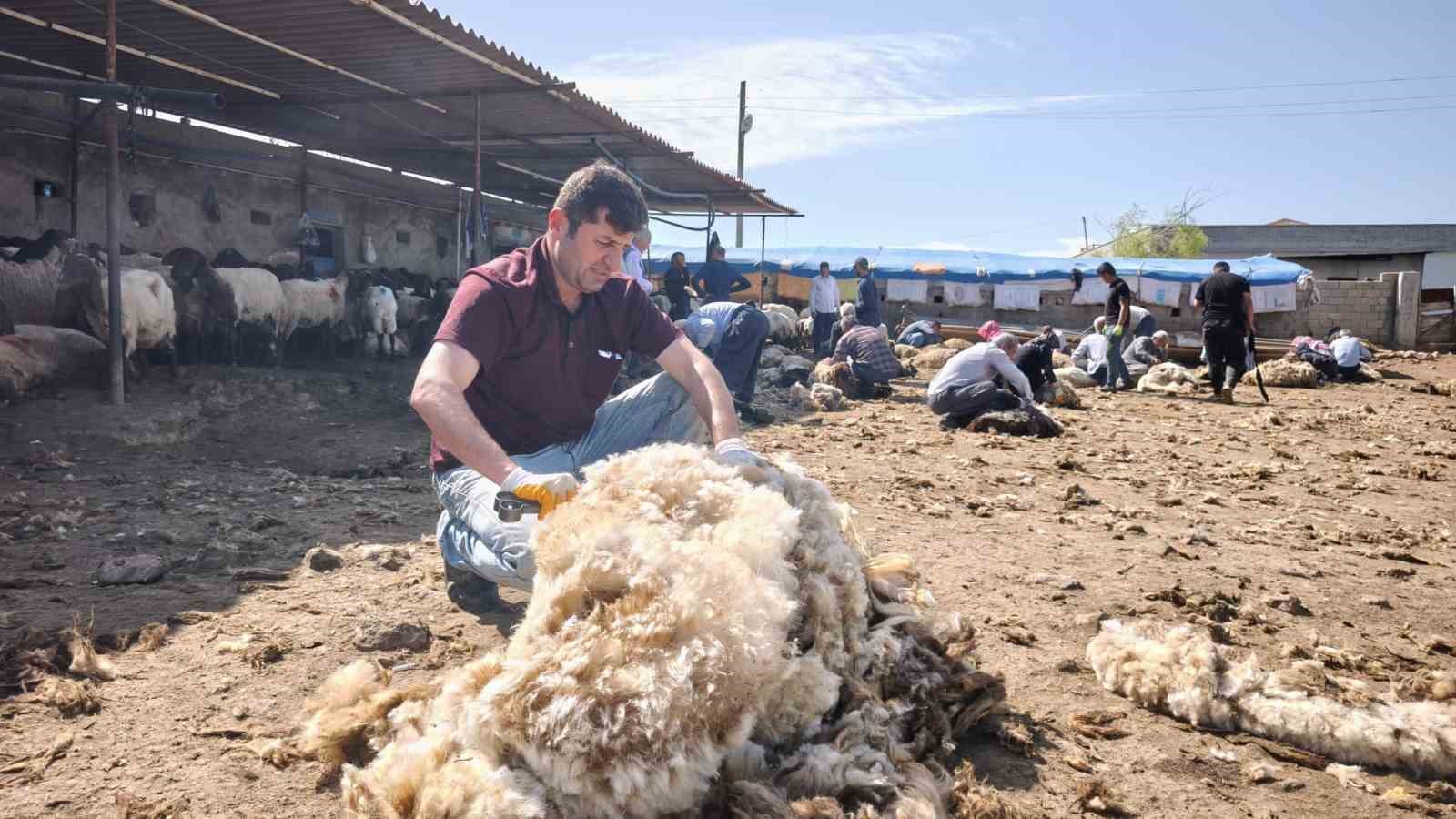 Şırnak’ta göçerler yüzlerce koyunu imece usulü kırkıyor 8 sirnakta gocerler yuzlerce koyunu imece usulu kirkiyor 4 46MKVGek