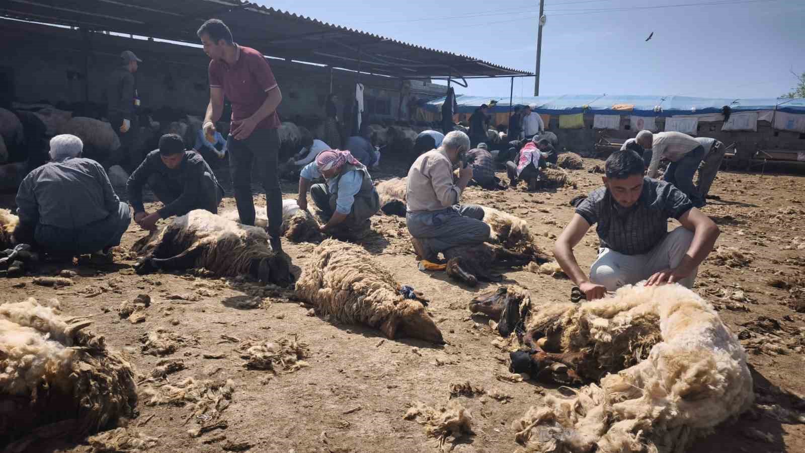 Şırnak’ta göçerler yüzlerce koyunu imece usulü kırkıyor 9 sirnakta gocerler yuzlerce koyunu imece usulu kirkiyor 5 sS6GPN4b