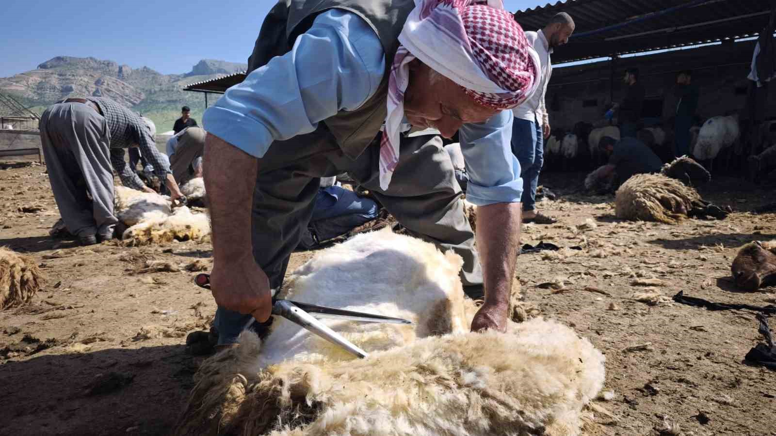 Şırnak’ta göçerler yüzlerce koyunu imece usulü kırkıyor 10 sirnakta gocerler yuzlerce koyunu imece usulu kirkiyor 6
