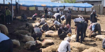 sirnakta-gocerler-yuzlerce-koyunu-imece-usulu-kirkiyor-XR26yZW9.jpg