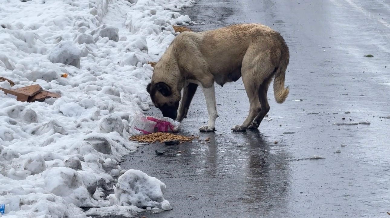 sirnakta gonullulerde sokak hayvanlari icin barinak ve mama destegi 2 G96qFgps