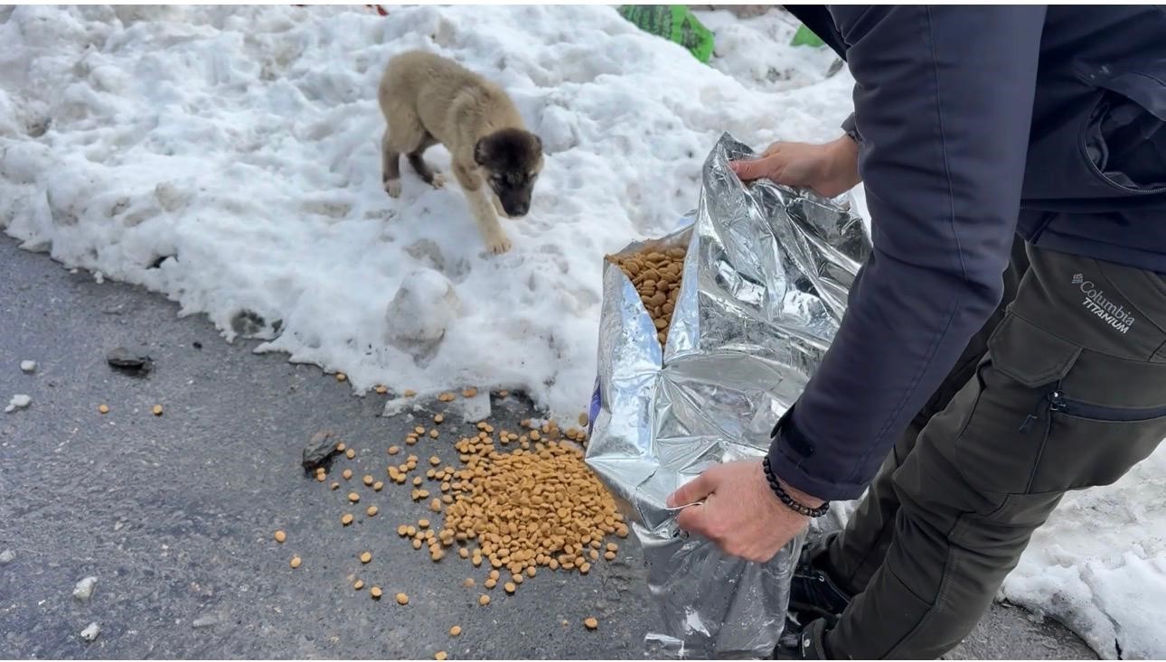 sirnakta gonullulerde sokak hayvanlari icin barinak ve mama destegi 4 gzvf6ELd