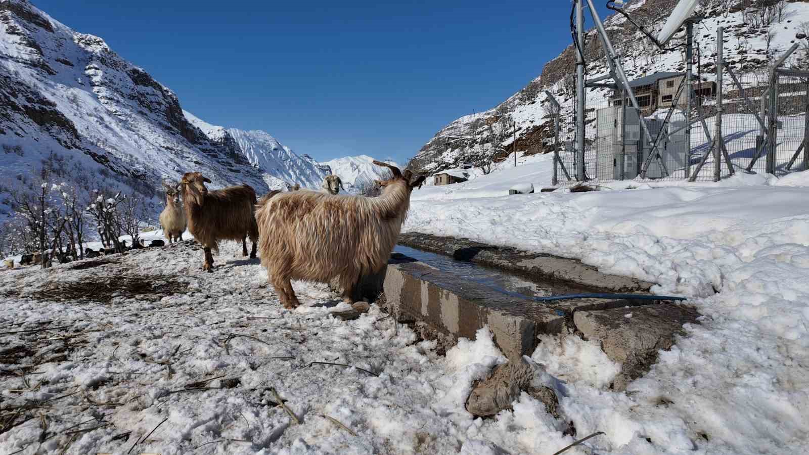 sirnakta keci besiciligi gittikce yok oluyor 0 DMtkURjs