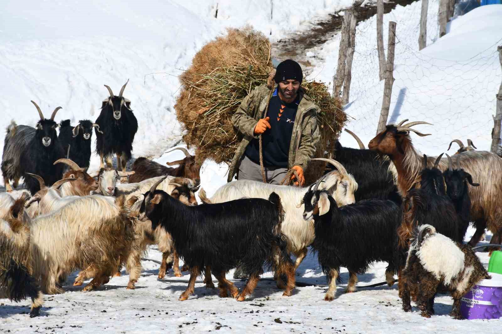 sirnakta keci besiciligi gittikce yok oluyor 4 DqLRTpdK