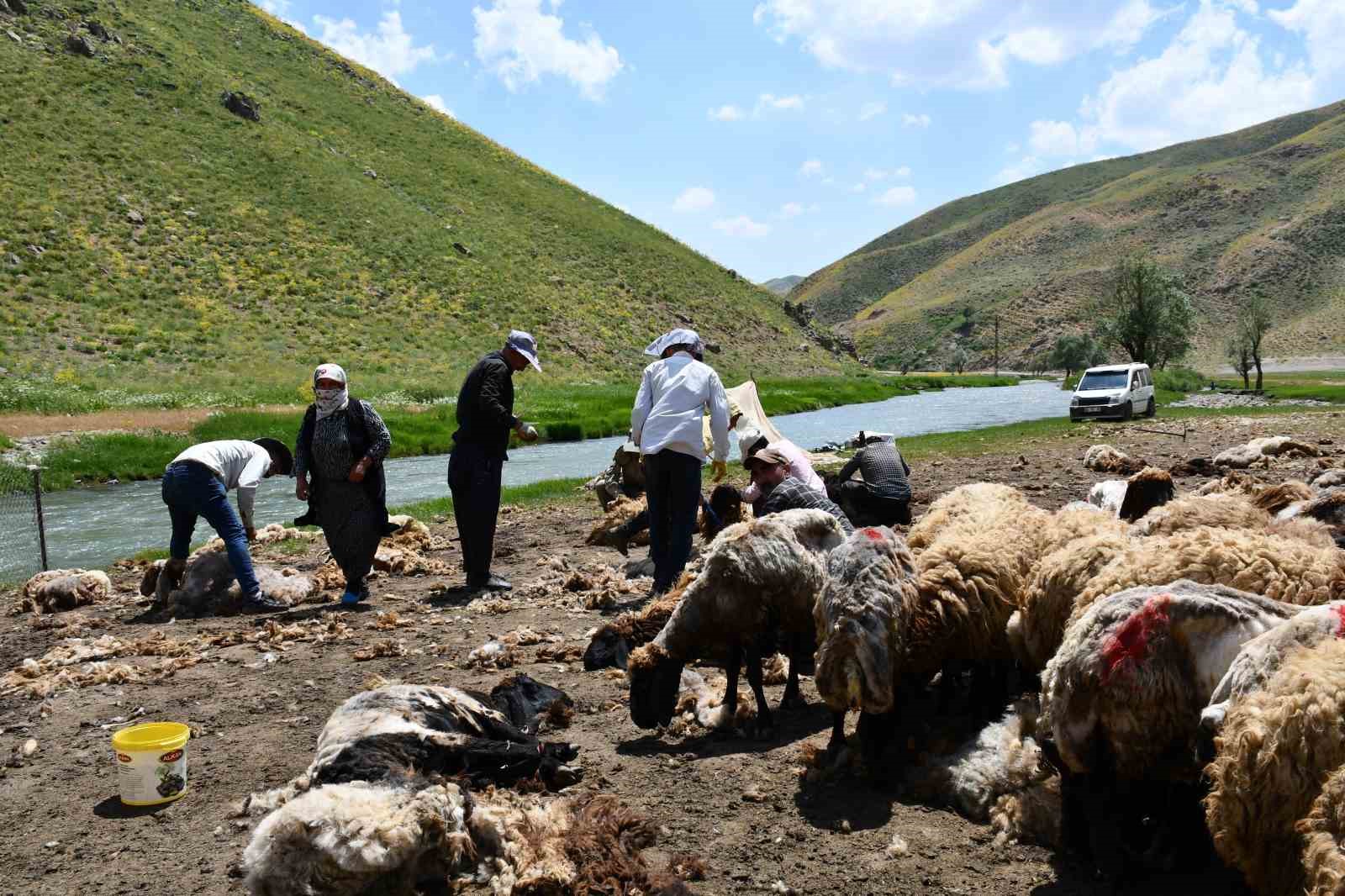 Şırnak’ta koyun kırkma mesaisi başladı 4 sirnakta koyun kirkma mesaisi basladi 0 dPEGcBY9