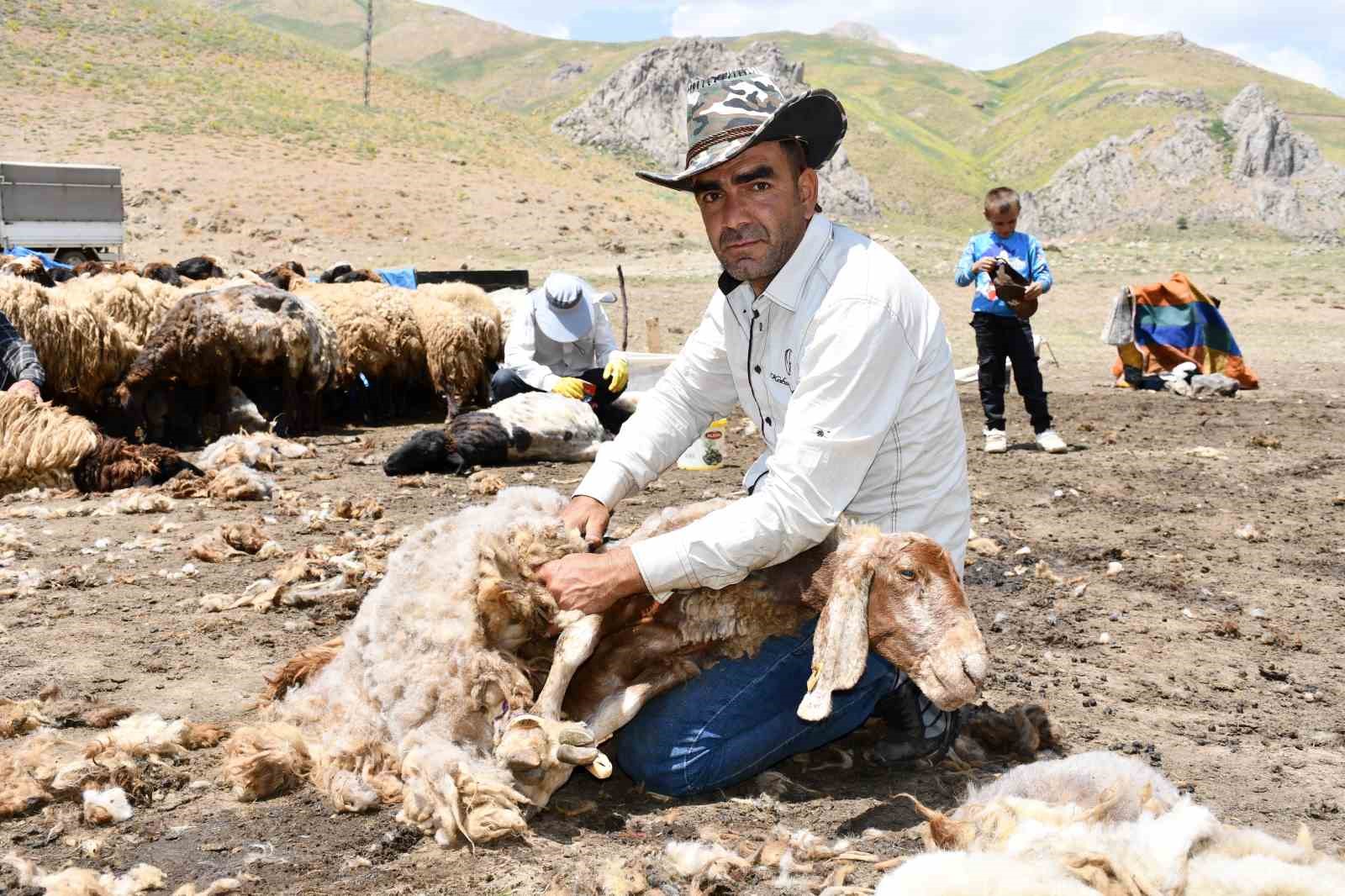 Şırnak’ta koyun kırkma mesaisi başladı 5 sirnakta koyun kirkma mesaisi basladi 1 5BmLf97q