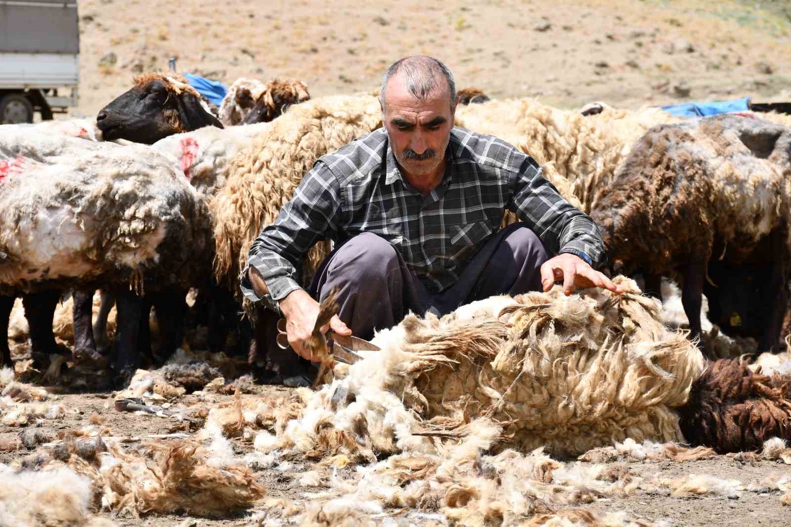 Şırnak’ta koyun kırkma mesaisi başladı 6 sirnakta koyun kirkma mesaisi basladi 2 wZ6jRAhm