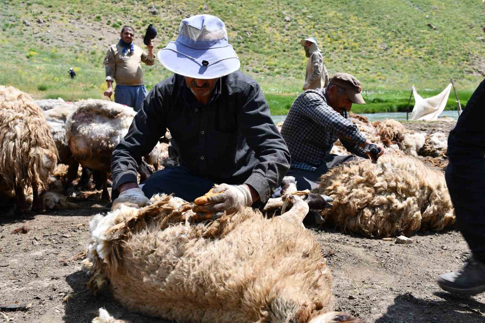 Şırnak’ta koyun kırkma mesaisi başladı 7 sirnakta koyun kirkma mesaisi basladi 3 62NgGtOq