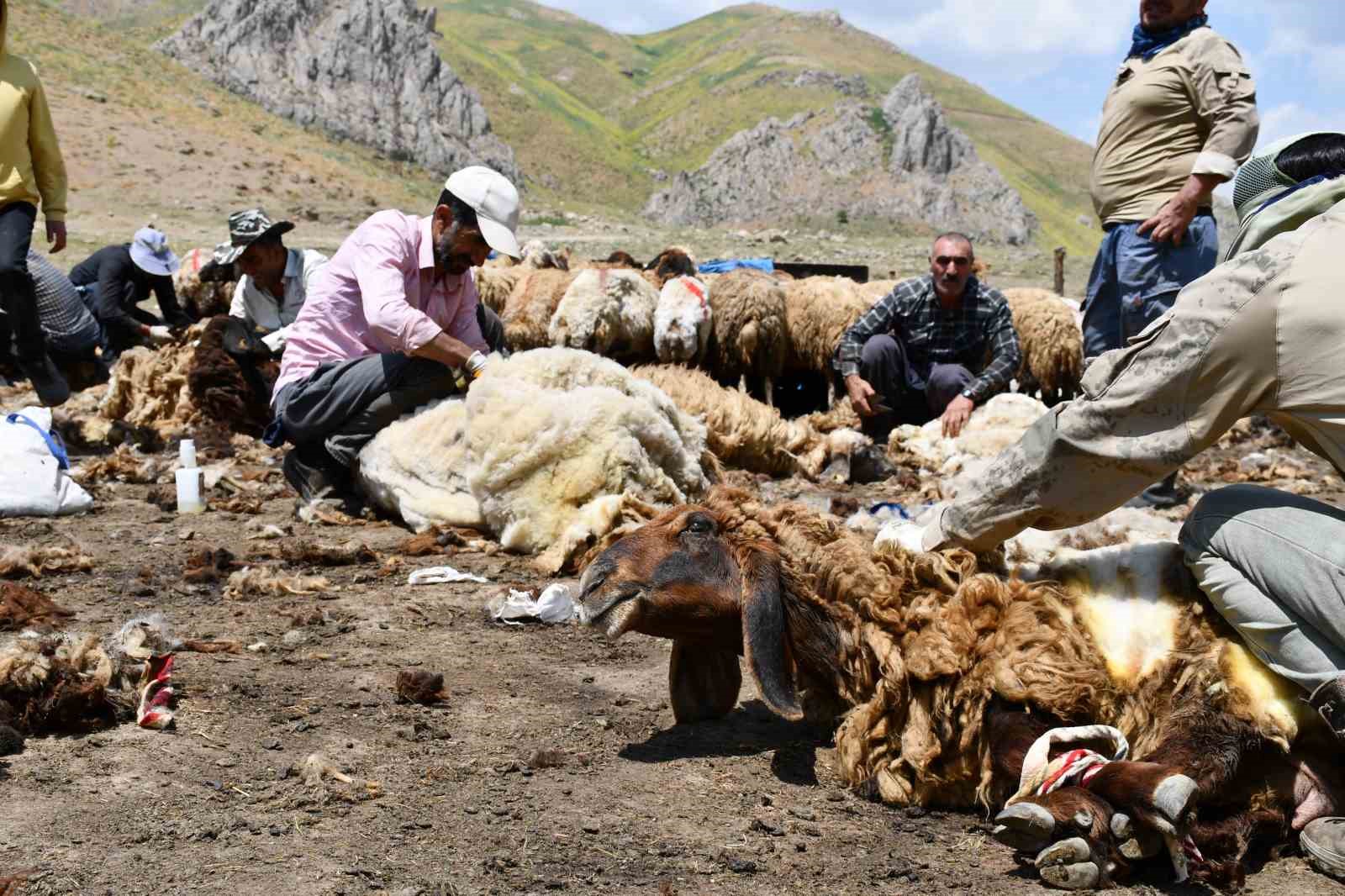 Şırnak’ta koyun kırkma mesaisi başladı 8 sirnakta koyun kirkma mesaisi basladi 4 yqDHUylv