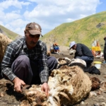 sirnakta-koyun-kirkma-mesaisi-basladi-432Ftfeg.jpg