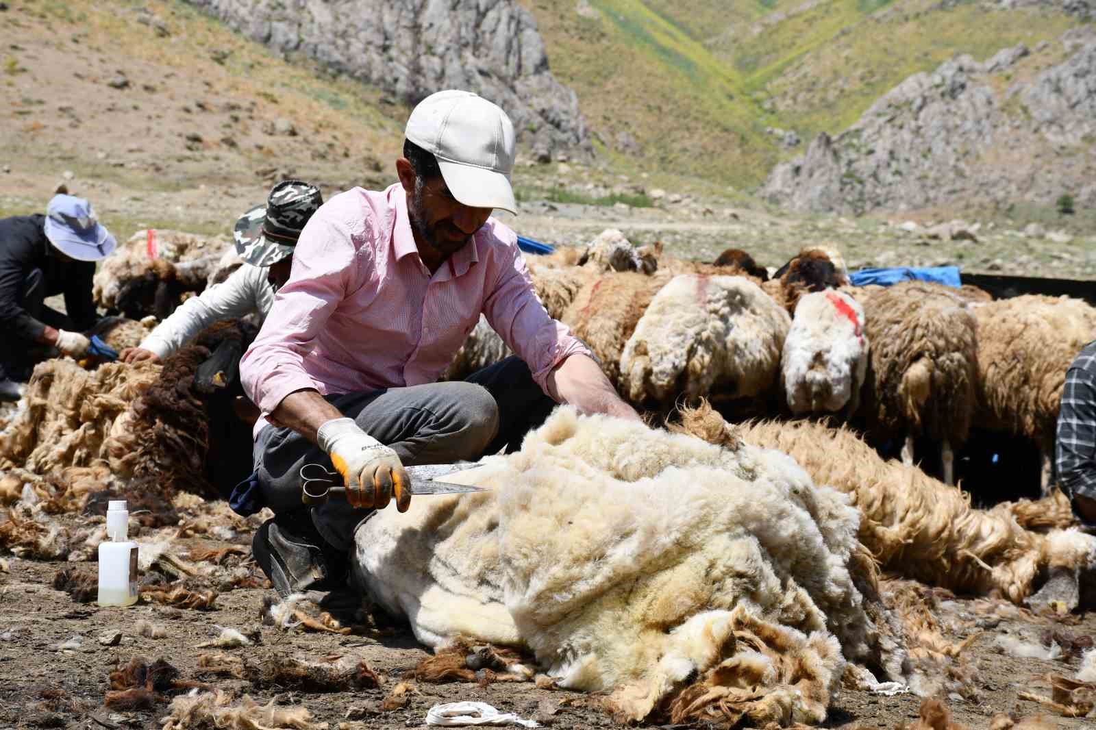 Şırnak’ta koyun kırkma mesaisi başladı 9 sirnakta koyun kirkma mesaisi basladi 5 WlWRnITb