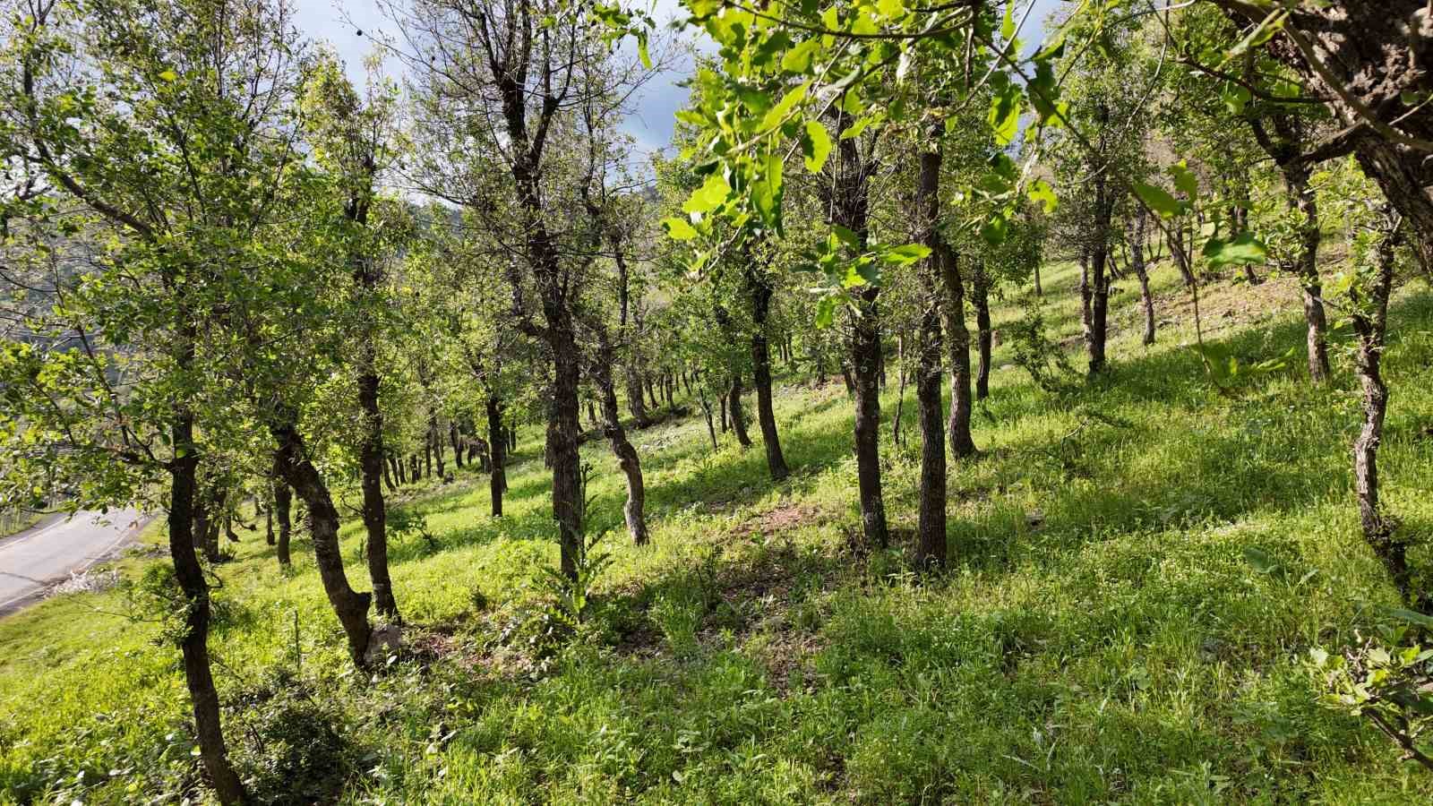 sirnakta ormanlik alanda tirtil istilasi 0 YTyGD8Mw