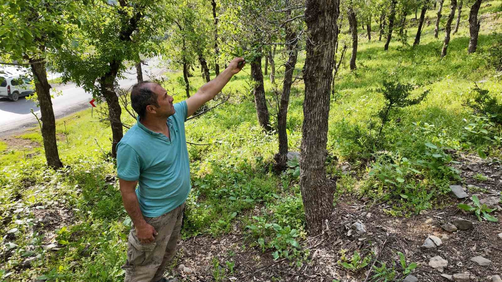 sirnakta ormanlik alanda tirtil istilasi 1 gAweGY3b