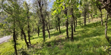 sirnakta-ormanlik-alanda-tirtil-istilasi-WWCfUQHN.jpg