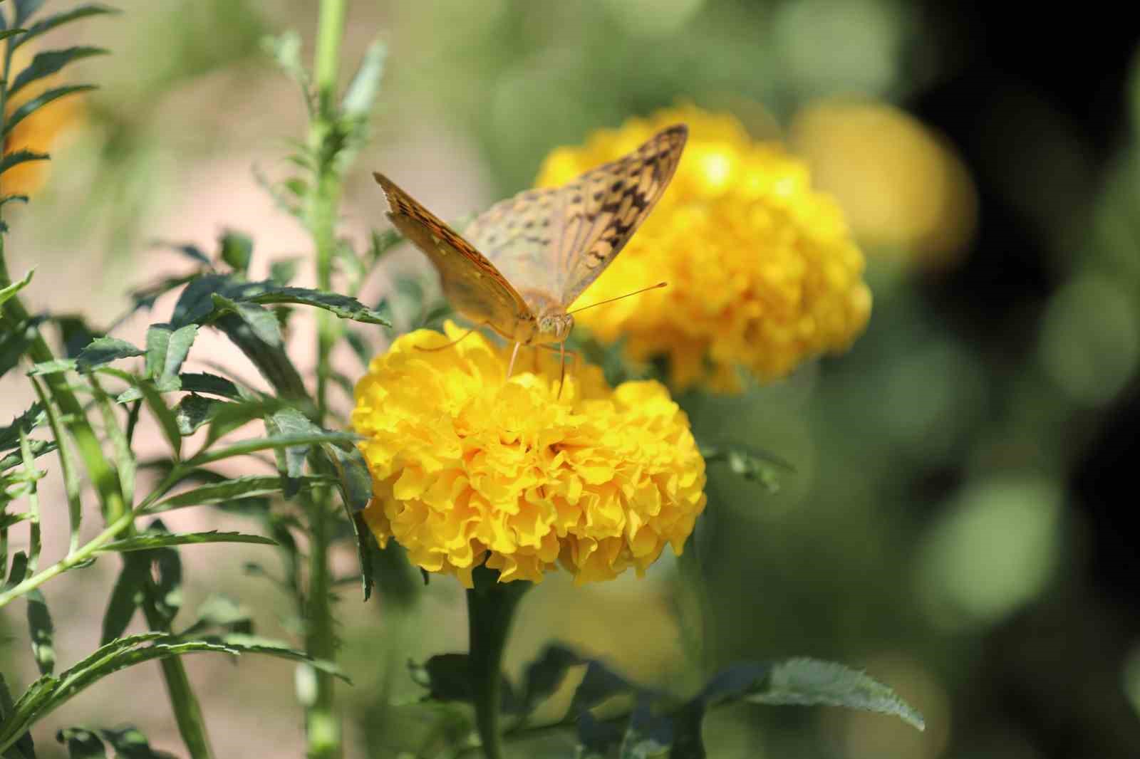 sirnakta soguklar geldi kelebeklerin son dansi basladi 0