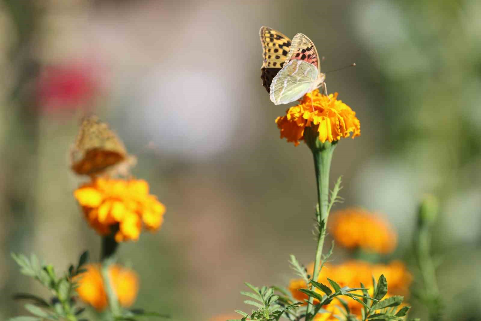 sirnakta soguklar geldi kelebeklerin son dansi basladi 5 54jfwfcn