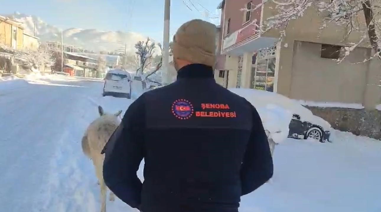 sirnakta sokak hayvanlari barinaklara toplandi 0 wwVjkBn6