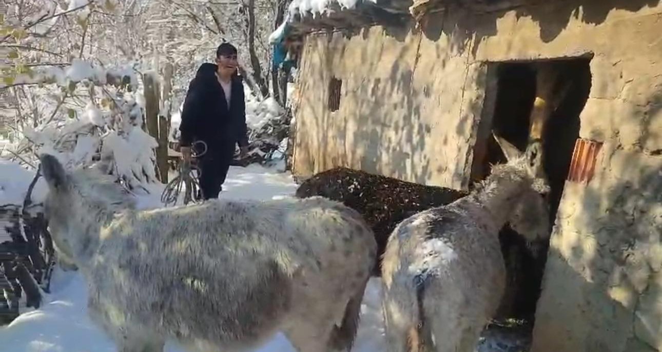sirnakta sokak hayvanlari barinaklara toplandi 2 lYNPzuZj