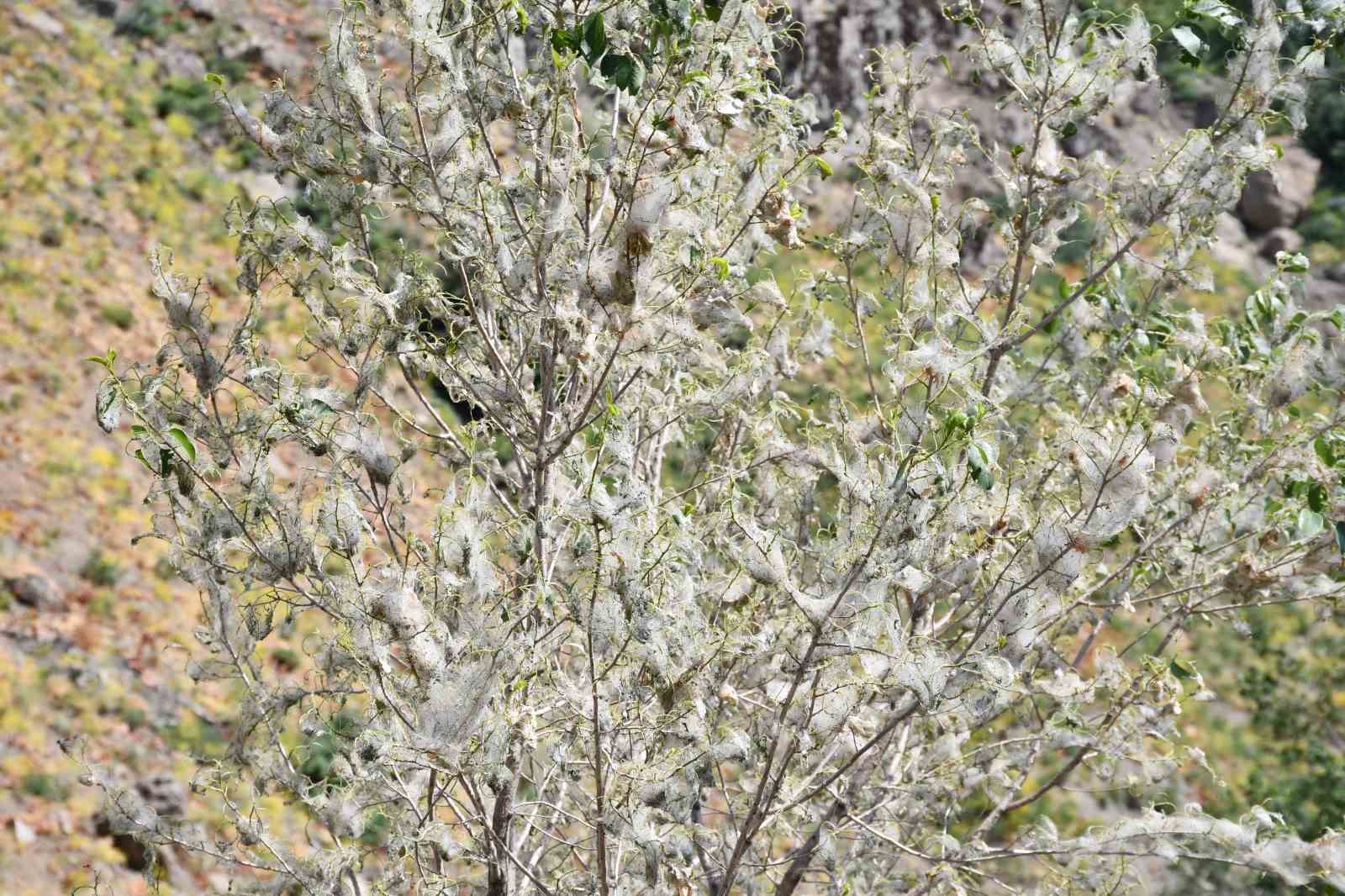 Şırnak’ta tırtıl istilası: Ağaçlar beyaza büründü 4 sirnakta tirtil istilasi agaclar beyaza burundu 0 5CknpHGp