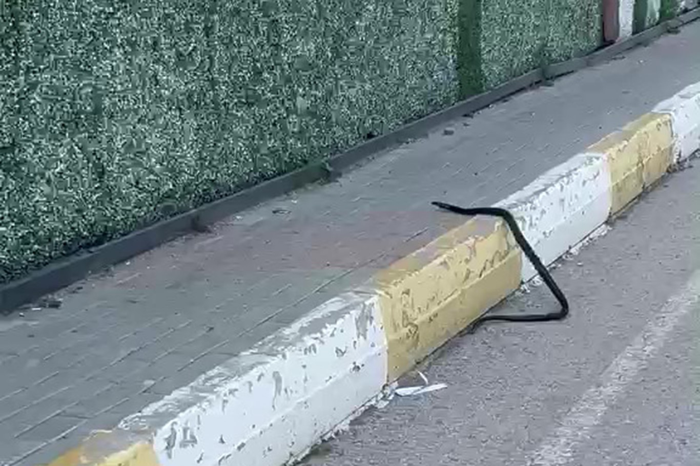 sirnakta yilan panigi 0 rswfpY2j