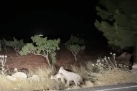 sirtlanin-avini-butun-halinde-tasimasi-kameraya-yansidi-n6i7KwY1.jpg