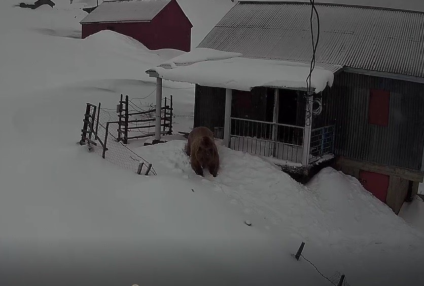 sis daginin davetsiz misafiri koca ayi evleri mesken tuttu 0 D8haa2BQ