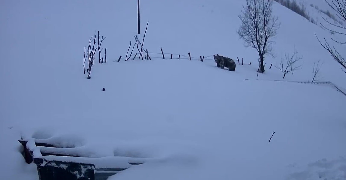 sis daginin davetsiz misafiri koca ayi evleri mesken tuttu 2 fUaveNYu