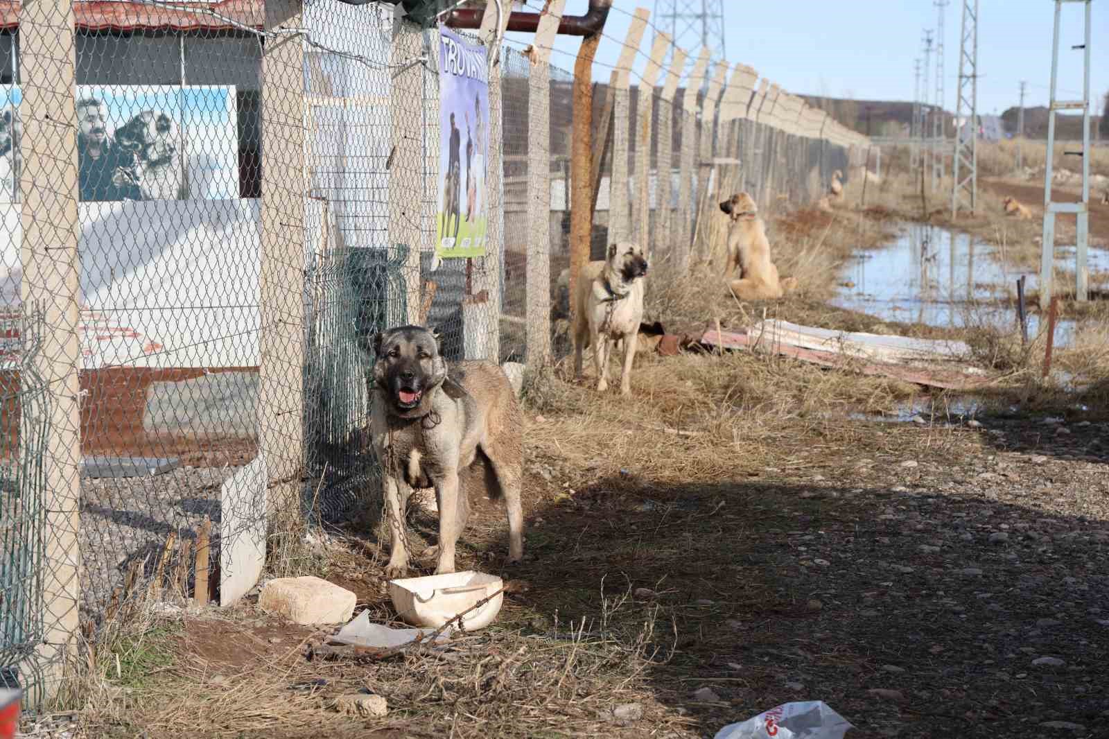sivasin dunyaca unlu marka degeri anadolu aslanlari su altinda kaldi 6 423ghB9g