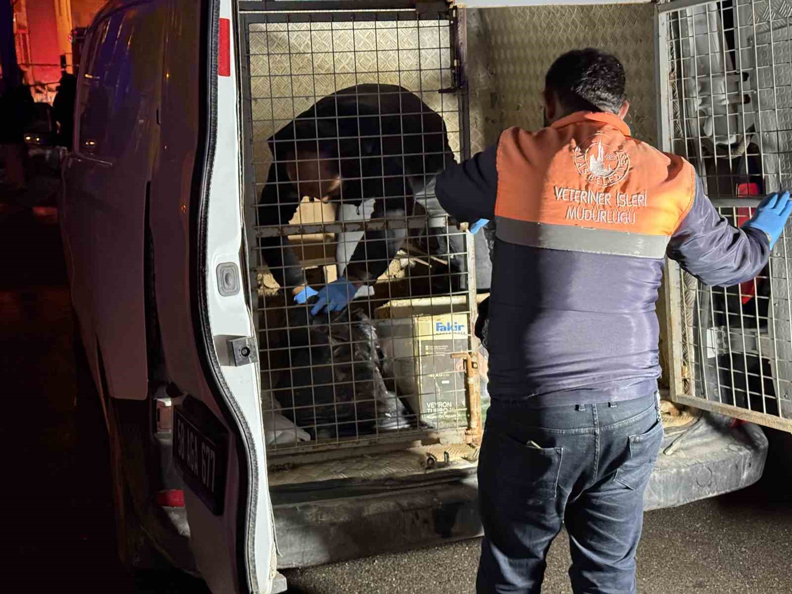 sivasta 2 katli evde cikan yanginda 26 kedi telef oldu 1