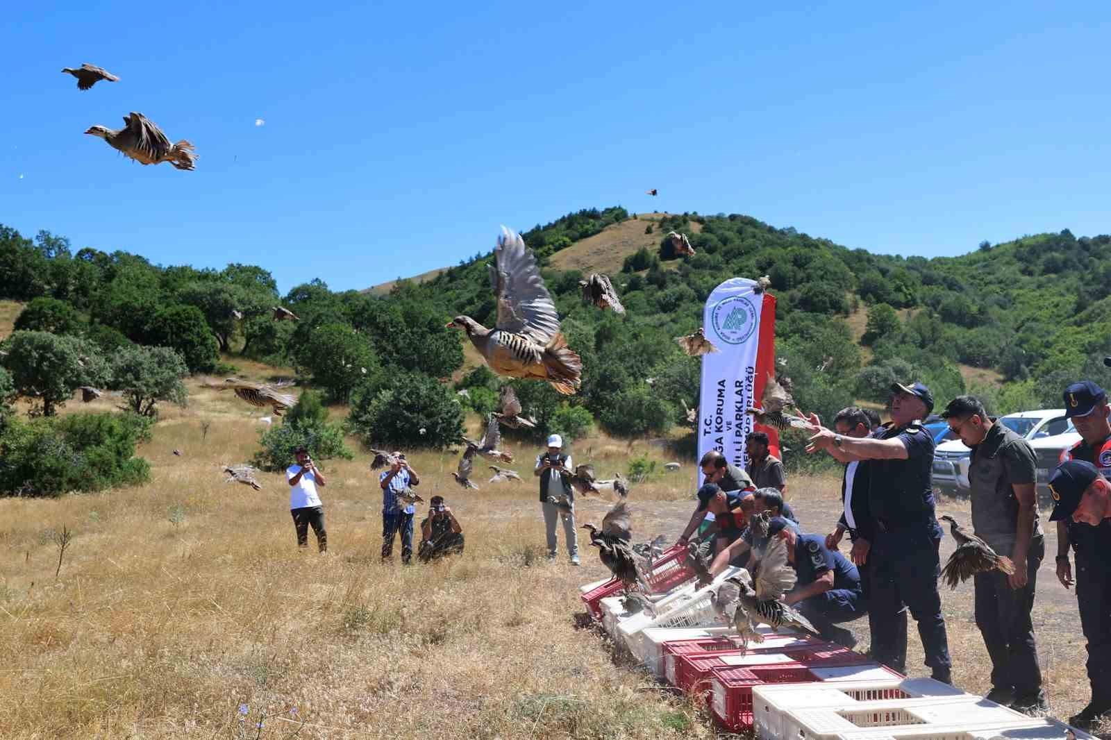 sivasta 500 kene avcisi gorev basinda 0