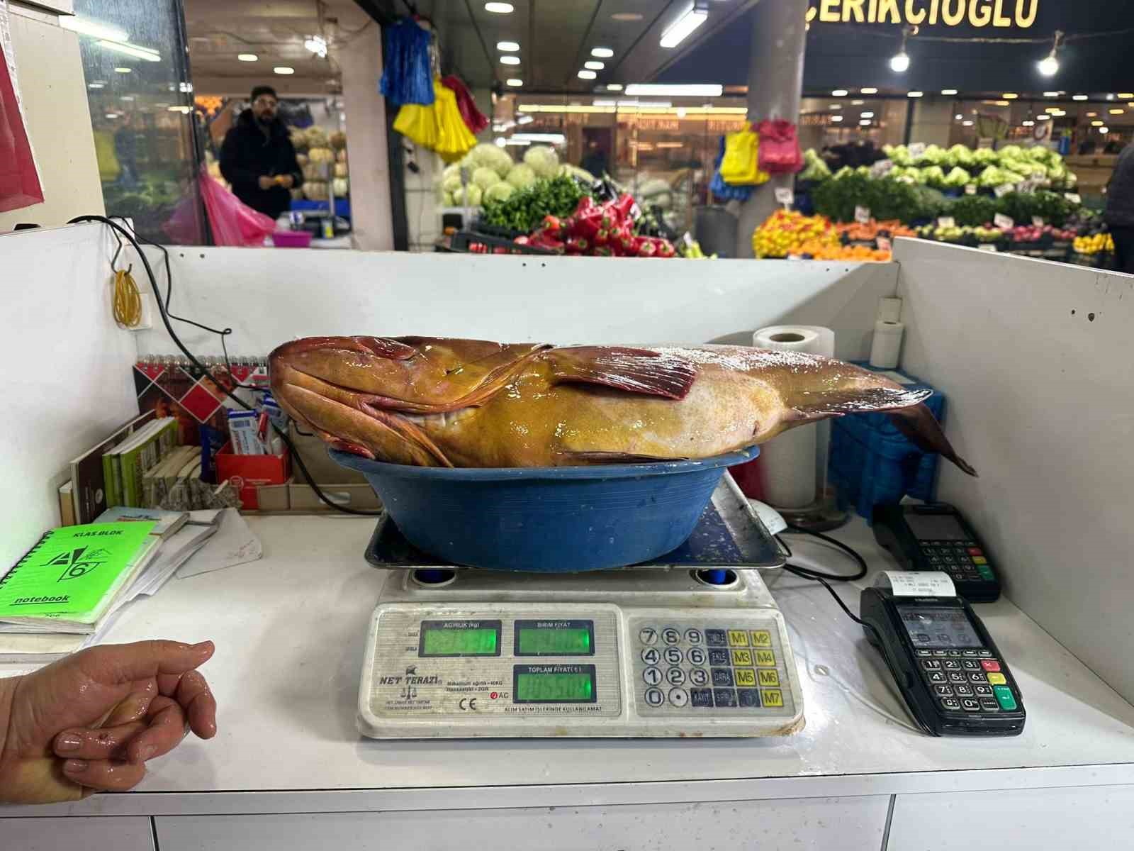 sivasta 75 kiloluk orfoz baligi tezgahin agasi oldu 3 wD76bWdF