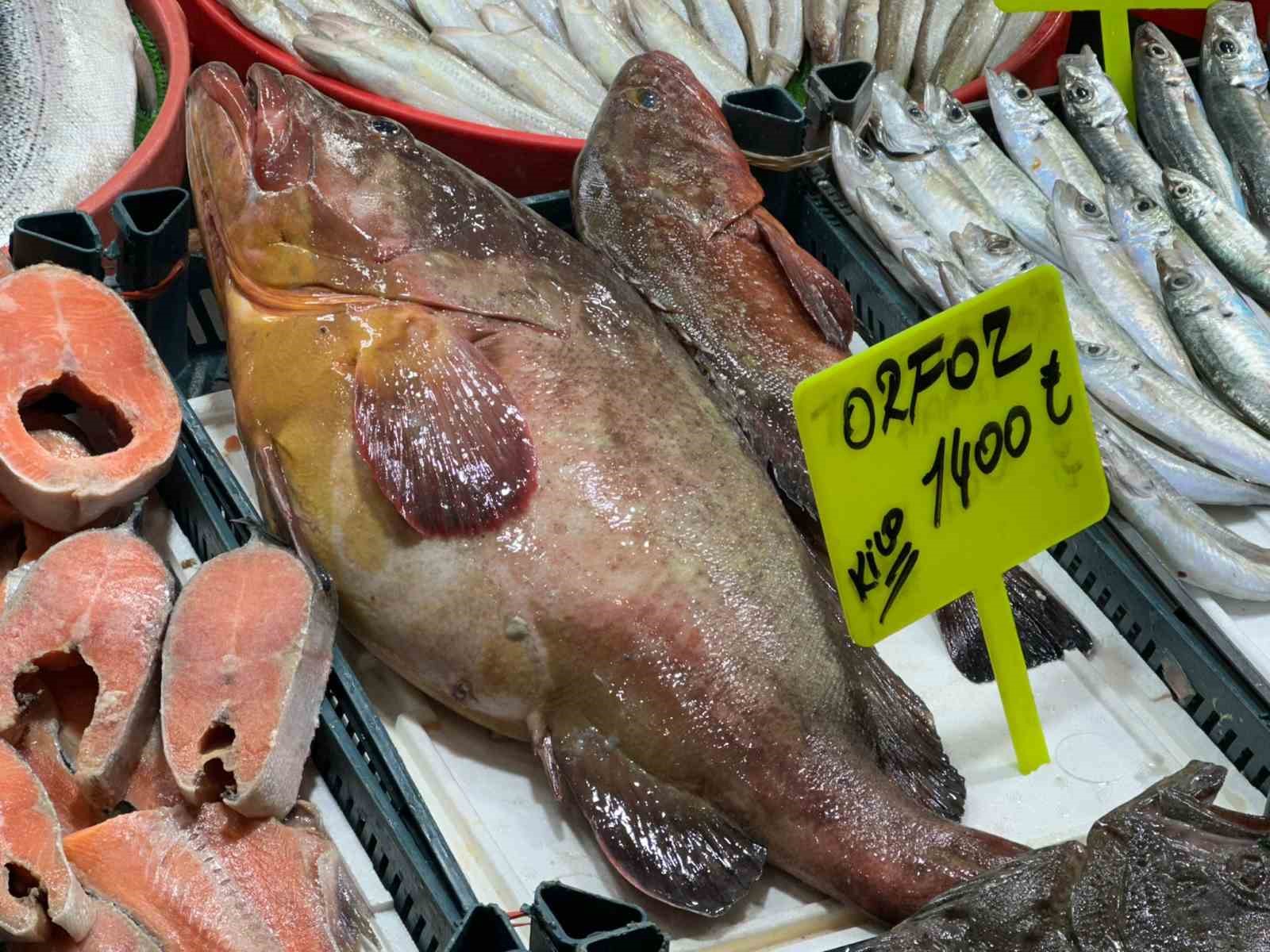 sivasta 75 kiloluk orfoz baligi tezgahin agasi oldu 6 9IE66l8J