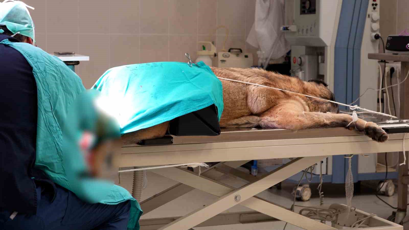 sivasta acilan acil klinikte yarali hayvanlara mesai saatleri disinda da mudahale ediliyor 1 U8yA3XnI