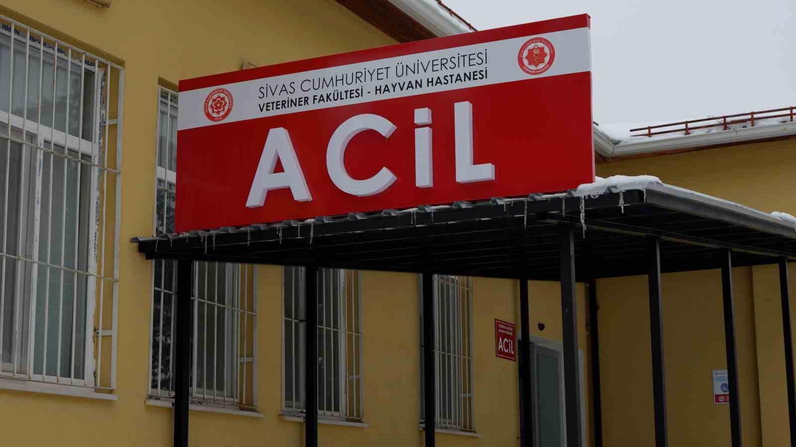 sivasta acilan acil klinikte yarali hayvanlara mesai saatleri disinda da mudahale ediliyor 3 nZh1q8d8