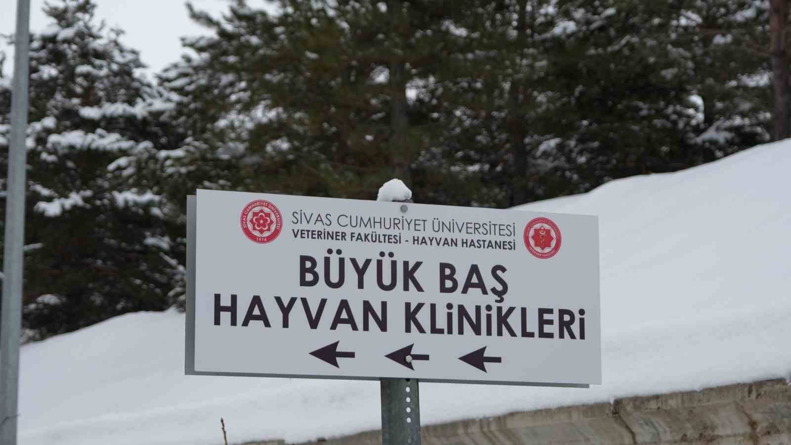 sivasta acilan acil klinikte yarali hayvanlara mesai saatleri disinda da mudahale ediliyor 5 DVnVs2D4
