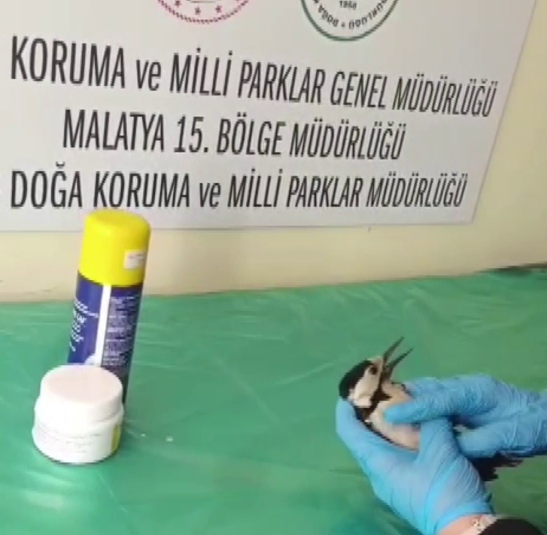 Sivas’ta bitkin halde bulunan ağaçkakan, tedavi edilip doğaya salındı 4 sivasta bitkin halde bulunan agackakan tedavi edilip dogaya salindi 0 SOlVbfm4