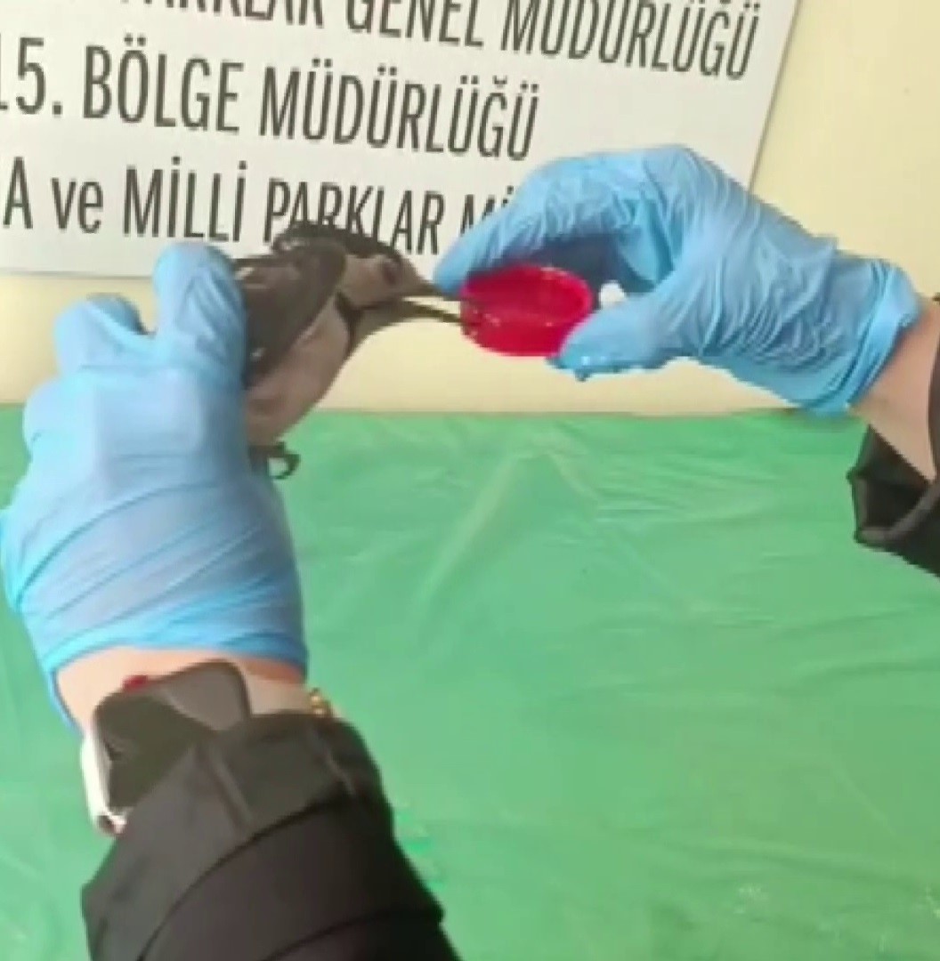 Sivas’ta bitkin halde bulunan ağaçkakan, tedavi edilip doğaya salındı 6 sivasta bitkin halde bulunan agackakan tedavi edilip dogaya salindi 2 7I77X1IN
